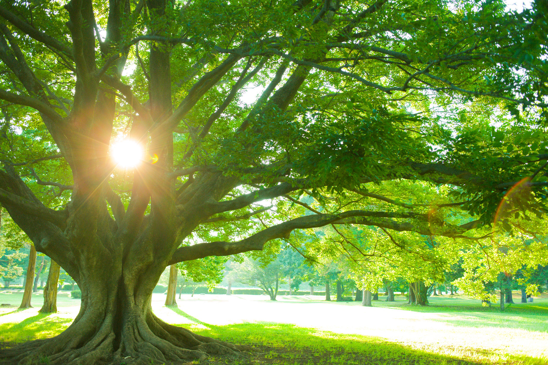 big tree sunlight