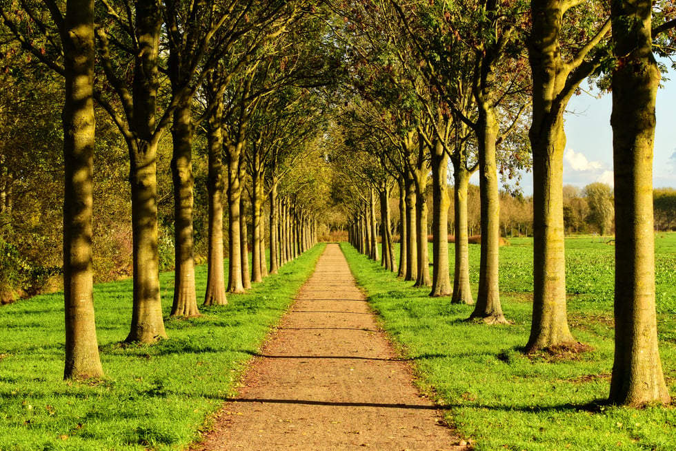 Road with Lined Trees